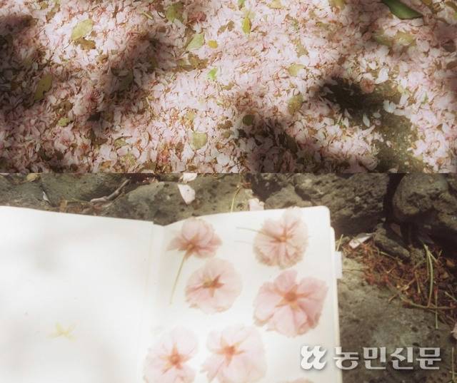 떨어진 봄꽃을 주워 책 사이에 끼운다. 김원철 프리랜서 기자