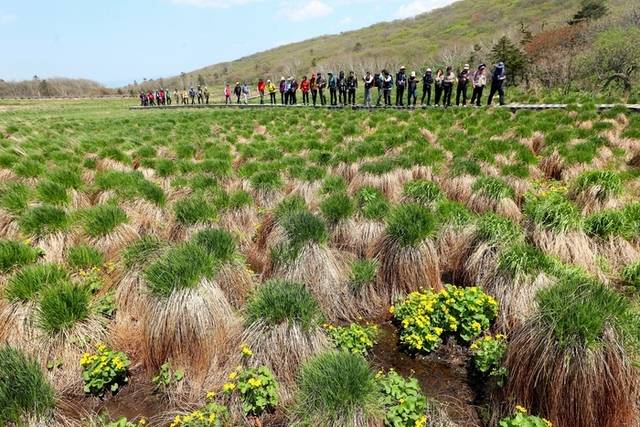 ▲ 인제 대암산 용늪 생태탐방이 최근 재개돼 재개 후 첫 주말·휴일인 지난 18일 탐방객들이 4000여년에 걸쳐 형성된 자연의 숨결을 만끽하고 있다. 대암산 용늪은 해발 1280m에 자리한 우리나라에서 유일한 고층 습원이며 여러 희귀 동식물이 서식하고 있으며 ‘이탄습지 지형’이 잘 보존돼 있다. 인제군 제공