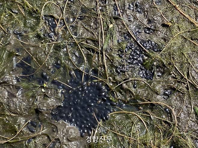 2022년 4월24일 대구 수성구 망월지 수위가 급격히 낮아진 탓에 올챙이들이 폐사 위기에 처해 있다. 백경열 기자