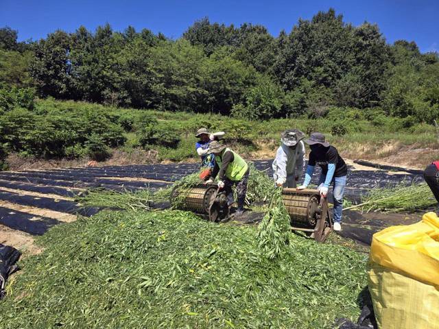 경북 안동에서 외국인 노동자들이 밭일을 하고 있다.(사진제공-안동시)