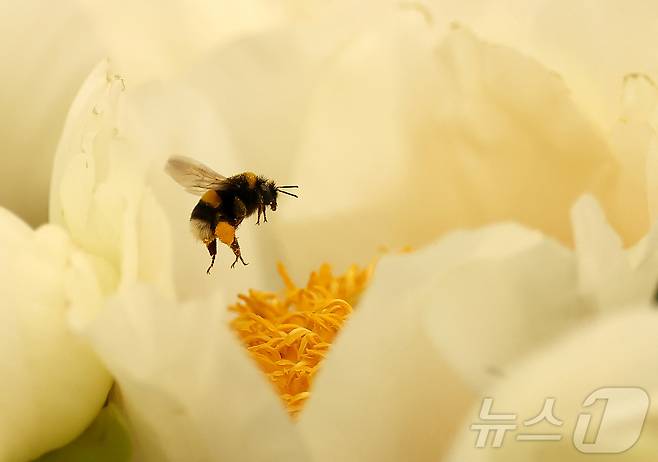 19일(현지시간) 영국 런던에서 열린 RHS 첼시 플라워쇼 프리뷰 행사에서 벌이 모란에서 꽃가루를 모으고 있다. ⓒ 로이터=뉴스1