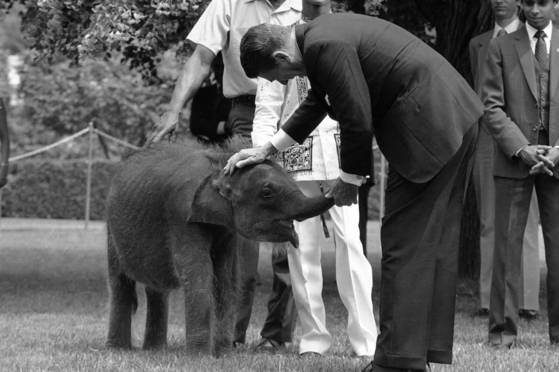 1984년 6월 18일(현지시간) 로널드 레이건 전 미국 대통령이 스리랑카의 주니어스 R. 자예와르데네 대통령이 선물한 생후 18개월 된 아시아 코끼리 자야투를 백악관에서 맞이하고 있다. AP=연합뉴스