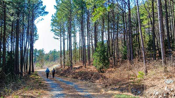 울창한 리기다소나무가 3km에 달하는 둘레길 임도.