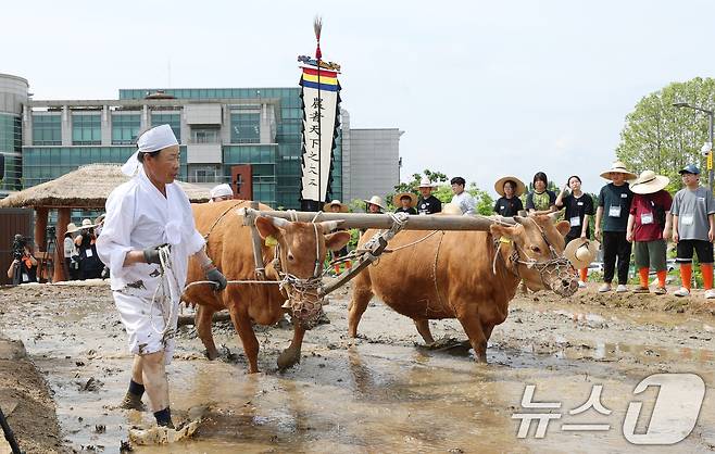 본격적인 농사의 시작을 알리는 절기 소만(小滿)인 21일 오전 경기 수원시 권선구 국립농업박물관에서 열린 '토종벼 전통 손모내기 및 겨릿소 시연' 행사에서 관계자들이 겨릿소 써레질 시연을 하고 있다. 2025.5.21/뉴스1 ⓒ News1 김영운 기자