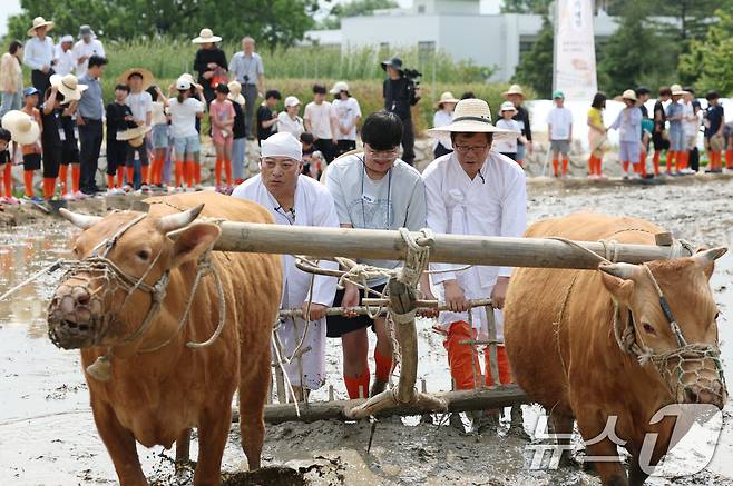 본격적인 농사의 시작을 알리는 절기 소만(小滿)인 21일 오전 경기 수원시 권선구 국립농업박물관에서 열린 '토종벼 전통 손모내기 및 겨릿소 시연' 행사에서 관계자들이 겨릿소 써레질 시연을 하고 있다. 2025.5.21/뉴스1 ⓒ News1 김영운 기자