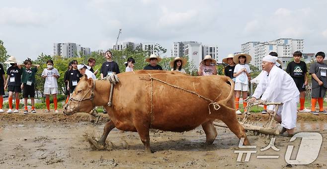 본격적인 농사의 시작을 알리는 절기 소만(小滿)인 21일 오전 경기 수원시 권선구 국립농업박물관에서 열린 '토종벼 전통 손모내기 및 겨릿소 시연' 행사에서 관계자들이 겨릿소 써레질 시연을 하고 있다. 2025.5.21/뉴스1 ⓒ News1 김영운 기자