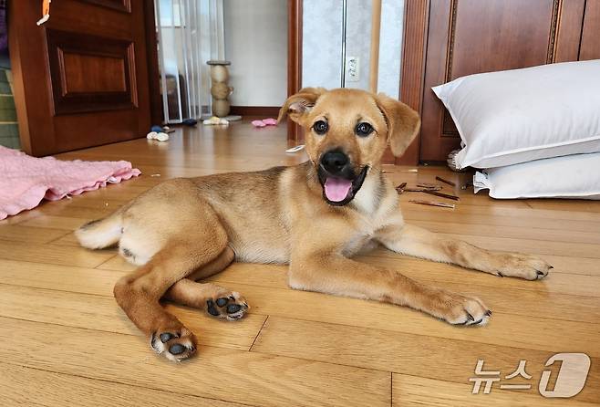 5개월령 강아지 칸초가 활짝 웃고 있다. ⓒ 뉴스1 한송아 기자