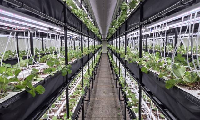 ▲마두 지하보도에 조성된 딸기 스마트팜 ⓒ고양특례시