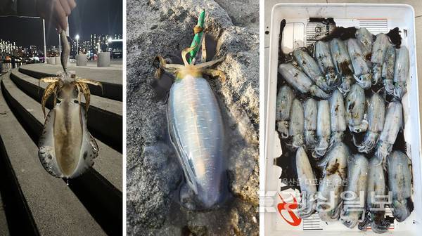 기후 변화에 따른 수온 상승으로 동구 앞바다에도 마리당 10만원대를 호가하는 고급어종 '무늬오징어'가 자주 나타나 전국 낚시꾼들의 반응이 뜨겁다. 사진 독자제공