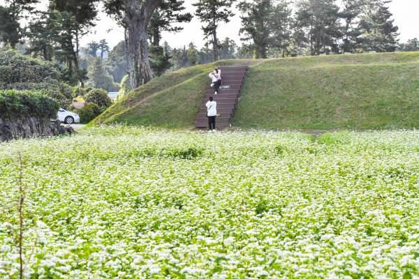 30일 제주시 애월읍 항몽유적지 메밀밭을 찾은 관광객들이 토성과 메밀꽃 사이를 산책하며 제주의 가을 정취를 만끽 하고 있다. 고봉수 기자