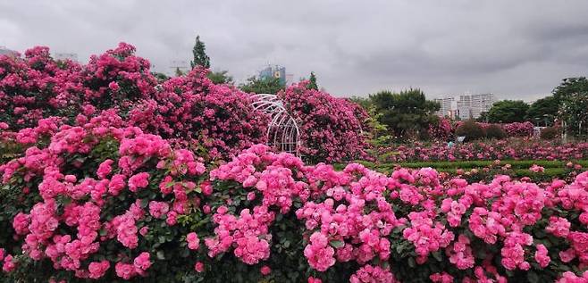 광양읍 서천꽃길, 중마동 장미공원 등 도심 속 장미들이 향긋한 꽃등(燈)을 밝히며, 이곳을 지나는 이들의 발길을 사로잡고 있다. 광양시 제공