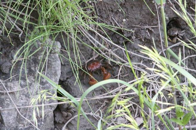 시화호 최상류인 안산갈대습지 일대에서 발견된 '붉은말똥게'. 지금까지 확인된 수도권 서식지 가운데 최대 규모다. 안산시 제공