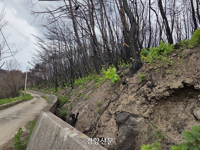 안동시 임하면의 한 도로 위로 지난 21일 불에 타 죽은 나무들이 위태롭게 서 있다. 김현수 기자