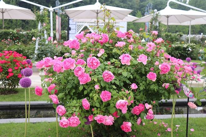 에버랜드에서 자체 개발한 신품종 정원 장미 ‘퍼퓸에버케이프’ / 사진=에버랜드