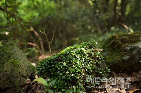 곶자왈의 콩짜개 식물. (사진=제주관광공사)