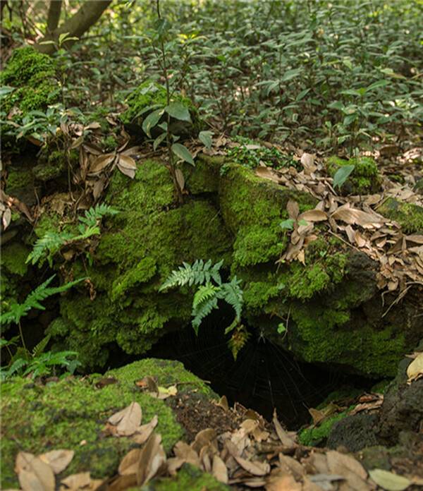 곶자왈의 숨골. (사진=제주관광공사)