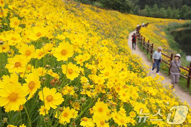 초여름 더위가 한풀 꺾이고 선선한 날씨를 보인 23일 경남 함안군 악양생태공원을 찾은 관광객들이 활짝 핀 금계국을 감상하고 있다. 2025.5.23/뉴스1 ⓒ News1 윤일지 기자