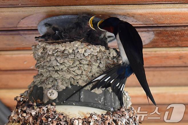 23일 경북 포항시 북구 영일대북부시장 상가 입구 전등위에 있는 제비 둥지에서 새끼들이 어미새가 물어다 주는 먹잇감을 받아먹고 있다. 2025.5.23/뉴스1 ⓒ News1 최창호 기자