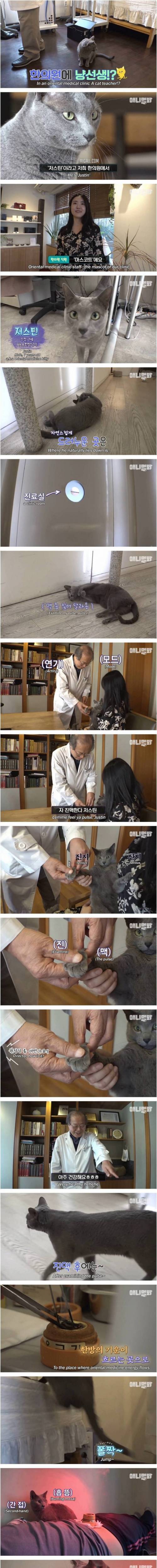 츄르 대신 한약 챙겨 먹고 다니는 고양이.jpg 츄르 대신 한약 챙겨 먹고 다니는 고양이.jpg