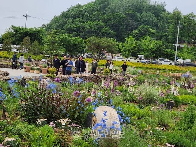 ▲ ▲영월군의 2025년 동서강정원 연당원 봄 가든쇼에 방문객들의 발길이 이어지고 있다.