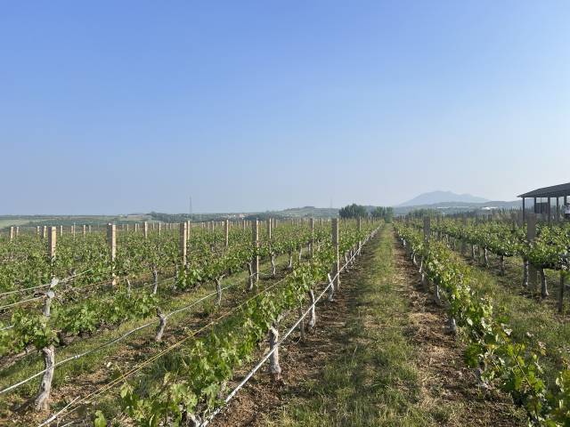 18일 중국 산둥성 옌타이시 펑라이에 위치한 쥔딩 와이너리에 와인을 만들기 위한 포도가 재배되고 있다. 김광수특파원