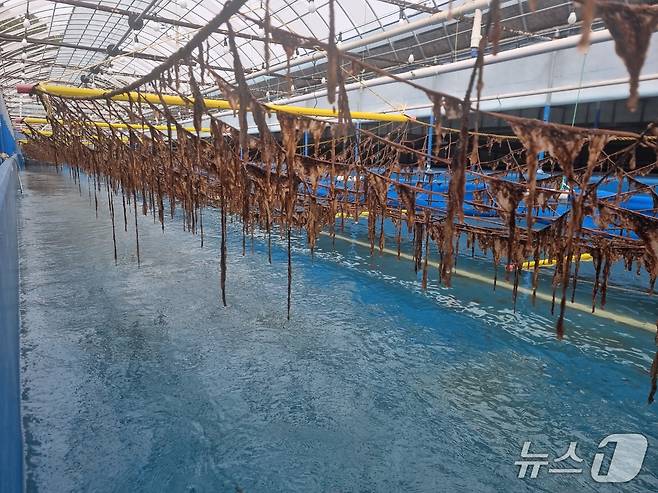 고흥에 위치한 육상 김 양식시설 모습.(전남도 제공. 재판매 및 DB금지) 2025.5.24/뉴스1