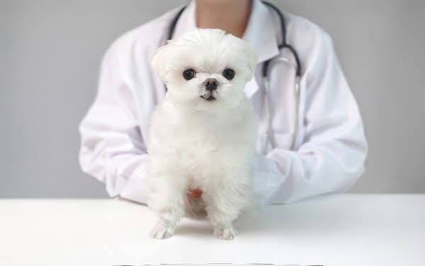 반려동물을 효과적으로 치료하려면 보호자가 아는 것과 수의사의 말 중 어느 것이 맞는지 따지기보다, 각자가 판단에 참고한 근거를 공유하고 치료 방향을 논의하는 것이 좋다../사진=클립아트코리아