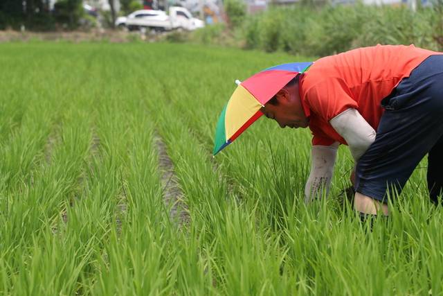 무더위 속에 농사를 짓는 농민의 모습. 농민신문DB