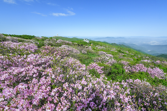 자료사진)철쭉이 만개한 소백산 정상부. /영주시 제공