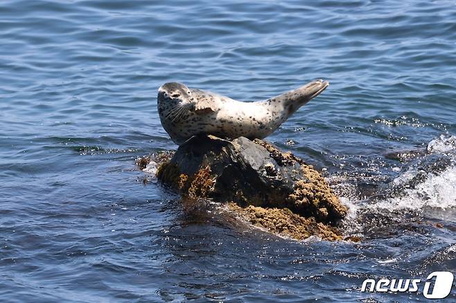 환경부 멸종위기 야생동물 II급이자 천연기념물인 점박이물범 /뉴스1
