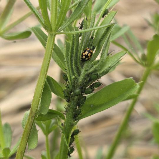 충남도농업기술원이 천적곤충을 활용한 친환경농업 실현을 위해 주목한 '무당벌레'. 충남도농업기술원 제공