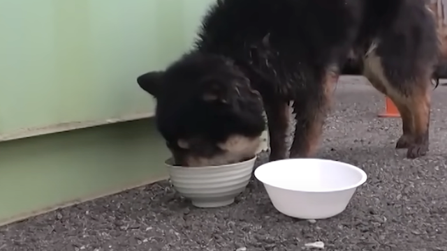 당시 퐁당이는 마을 부면장 김영복 씨가 챙겨주는 밥을 먹으면서도 두려운 마음에 보호의 손길은 피했다. SBS 'TV동물농장' 캡처