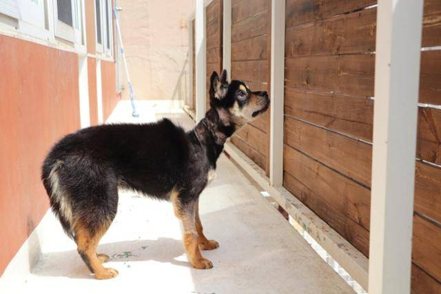 구조와 치료 이후에도 퐁당이의 목에는 한동안 목줄로 인한 상처가 깊게 남아 있었다. 동물자유연대 제공