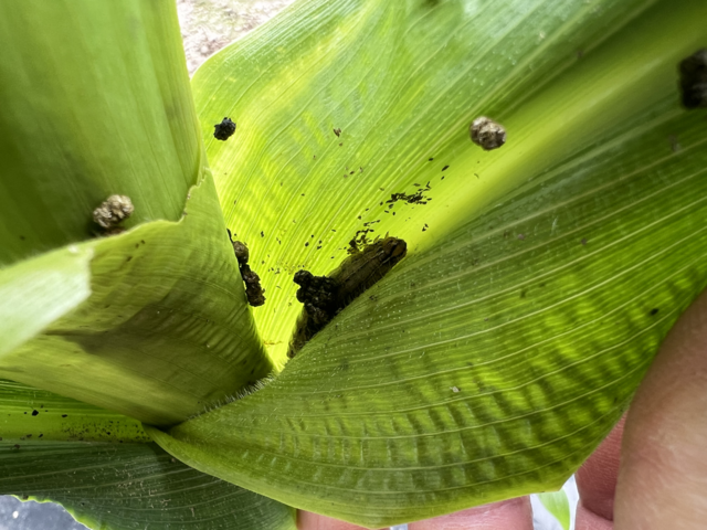 20일 전남 화순 옥수수밭에서 발견된 멸강나방 유충 모습. 농촌진흥청