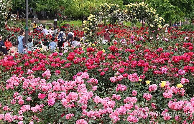 5월 수놓는 장미꽃 (부산=연합뉴스) 강선배 기자 = 계절의 여왕 5월, 도심 곳곳에 곱게 핀 장미가 자태를 뽐내고 있다. 초여름 날씨를 보인 23일 부산 북구 화명장미공원에서 산책 나온 시민들이 활짝 핀 장미꽃을 감상하고 있다. 2025.5.23 sbkang@yna.co.kr