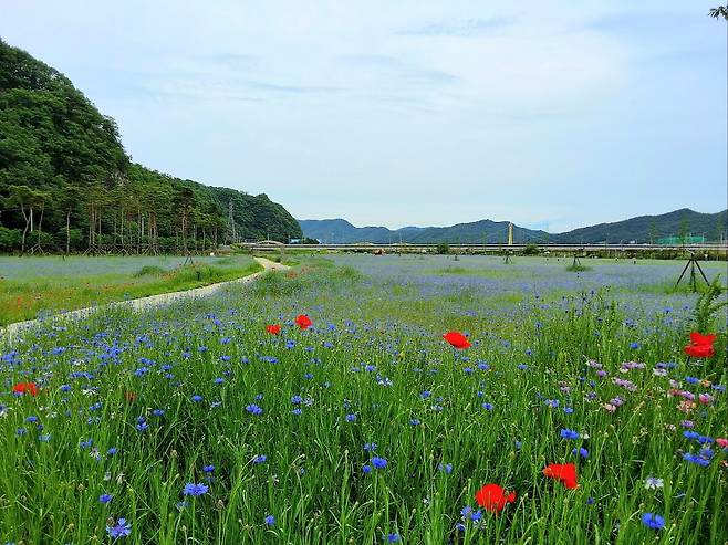고령군의 관광명소인 어북실에 수레국화가 개화를 시작해 관광객들을 기다리고 있다. /고령군제공