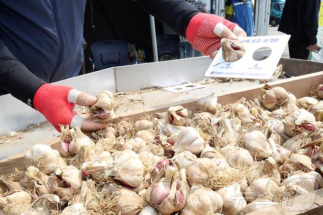 26일 오전 제주 서귀포시 대정농협 유통사업소에서 전국에서 처음으로 올해산 마늘 수매 작업이 이뤄지고 있다. 수매가는 ㎏당 4300원으로 역대 두 번째로 높다. 2025.5.26/뉴스1 ⓒ News1 오미란 기자