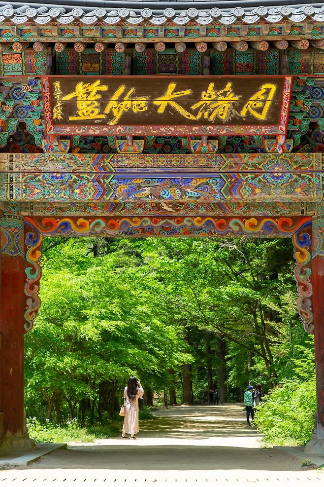 ◇오대산 월정사로 가늘 길은 녹음이 짙게 물들어 있어 자금 계절의 계절감을 느끼기에 제격이다. 사진제공=지엔씨21