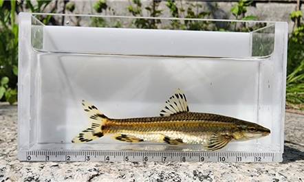 쉬리/사진=서울시설공단