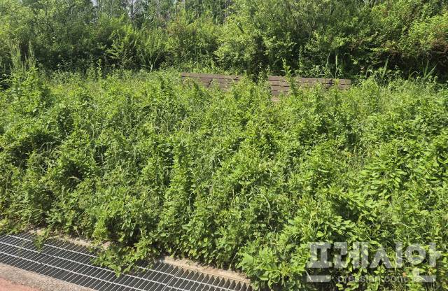 ▲벤치가 길게 자란 잡초에 묻혀 제 기능을 하지 못하고 있다. ⓒ프레시안