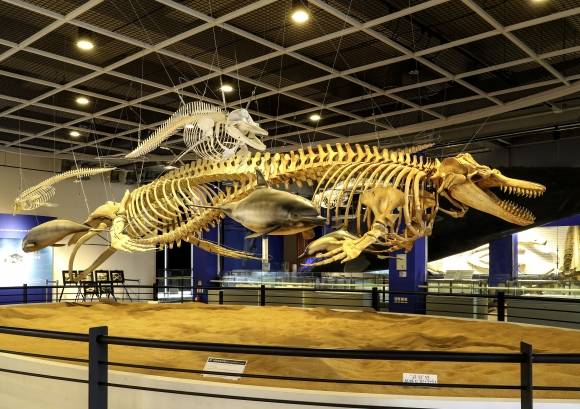 울산 남구 장생포 고래박물관에 전시된 혹등고래뼈. 울산 남구 제공