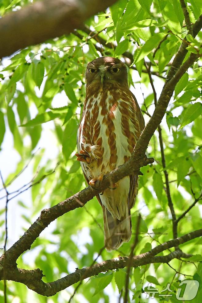 25일 경주 황성공원 나뭇가지 위에 천연기념물 324-3호인 솔부엉이가 앉아 있다. 2025.5.25/뉴스1 ⓒ News1 최창호 기자