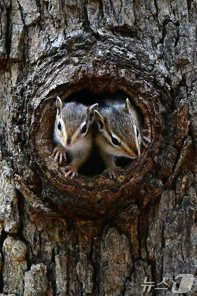 지난 1일 경주 황성공원 고목에 둥지를 튼 다람쥐들이 둥지 밖을 살피고 있다. 2025.5.1/뉴스1 ⓒ News1 최창호 기자