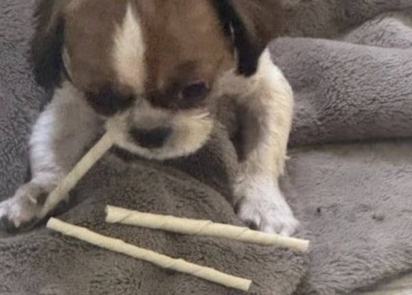 반려견을 임시로 돌봐달라며 맡긴 뒤 계정을 탈퇴해 잠적한 견주를 찾는다는 글이 올라왔다./당근마켓