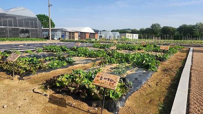 돌봄과 치유농업을 결합해 노인, 발달장애인, 정신질환자 등에게 돌봄 및 정서적 안정 등을 제공하는 충북 진천군 ‘케어팜’(돌봄농장)의 모습. 손지민 기자 sjm@hani.co.kr