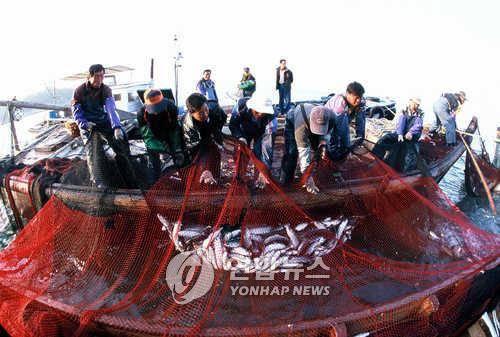 가덕도 숭어잡이 가덕도 숭어잡이. //월간연합 2002년 5월호/2002.5.1 (서울=연합뉴스)