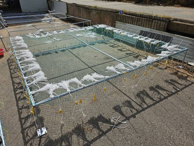 갑오징어 인공 해조장/사진제공=군산시