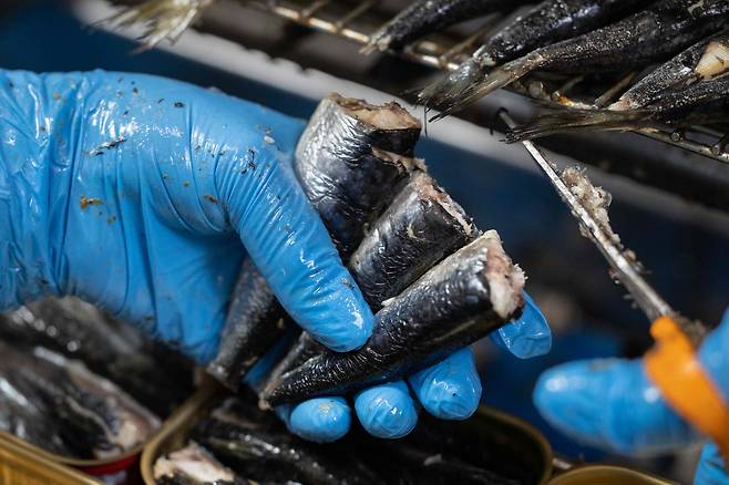 프랑스 서부 두아르네스의 샹 세렐 정어리 통조림 공장에서 한 직원이 정어리 머리를 손질하고 있다. /연합뉴스