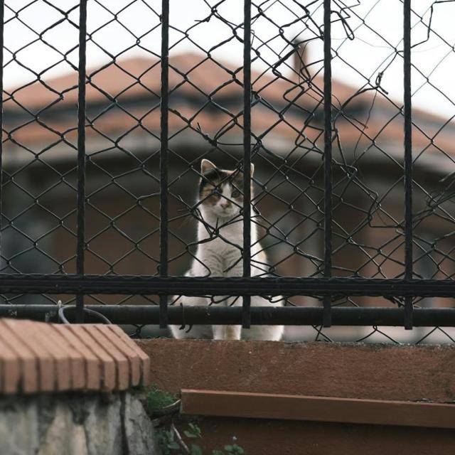 펙셀스