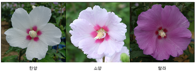노거수를 활용해 개발한 무궁화 3품종.